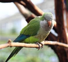 7 interesting facts about quaker parrots