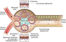 glomerular basement membrane