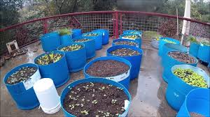 Vegetable Planters Plastic Barrel