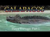 2024 GALAPAGOS 01 Santa Cruz Playa Tortuga Part 1 - YouTube