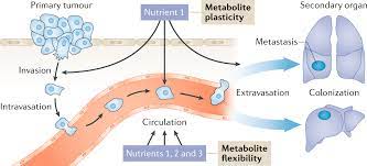 cancer cells during metastasis