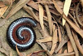 Millipedes And Centipedes In Your House