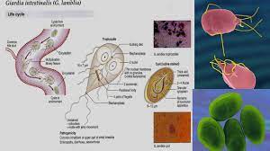 giardia parasite causing human