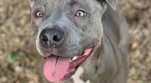 Blue staffordshire bull terrier attack warning!!! Types Of Pitbulls Differences Appearances Traits Pictures
