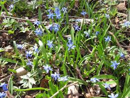 highly invasive spring scilla accent
