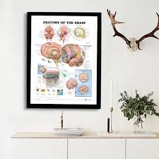 Details About Human Anatomy Of The Brain Poster Anatomical Chart Body Poster Medical Education