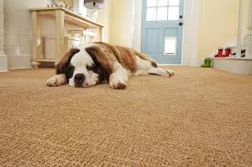 stainmaster petprotect carpet