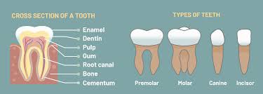 Wisdom tooth meaning, definition, what is wisdom tooth: What Are The 4 Types Of Teeth And Why Do We Have Them