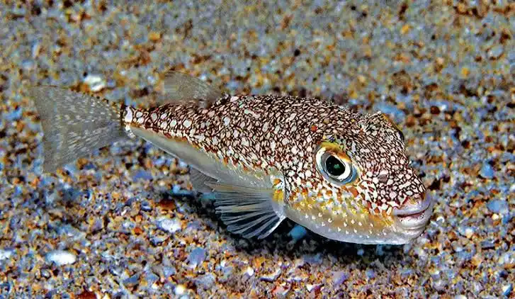 Japan’s Little Fish with a Big Heart - Divers Alert Network