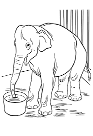 kebun binatang gajah mewarnai gambar