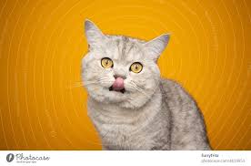 hungry cat licking lips looking at