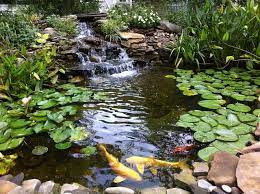 natural pond with koi fish in