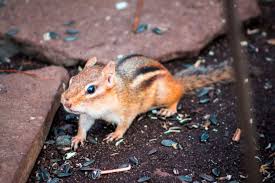 5 Best Ways To Fill Chipmunk Holes For