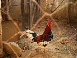 American Game Fowl Insteading Chicken Breeds Guide