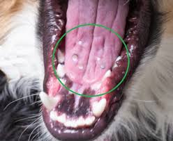 white spots on my dog s tongue