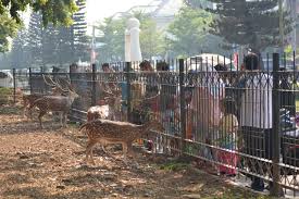 Petunjuk ke taman rusa kemang pratama (kota bekasi) dengan transportasi umum. Taman Rusa Kemang Pratama Kota Bks Jawa Barat Keliling Perumahan Kemang Pratama Bekasi Ada Taman Rusa Youtube