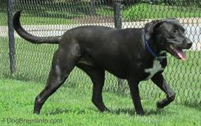 Labrabull Dog Breed Information And Pictures