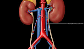 However, as you will see, depending on the cause of kidney pain, kidney disease and infections can according to the national kidney foundation, pain below the rib cage or on your sides could be coming from your kidneys. Renal Vein An Overview Sciencedirect Topics