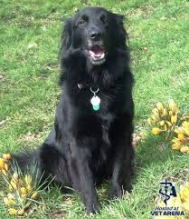 Flat Coated Retriever Complete Breed Information And Photos