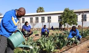 School Garden Pilot Phumzile Primary