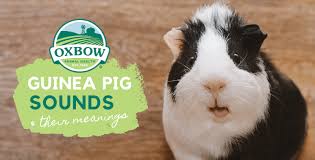 oxbow animal health guinea pig sounds