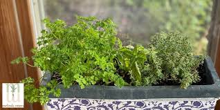 how to grow herbs inside and outside
