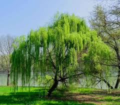 weeping willow planting pruning and