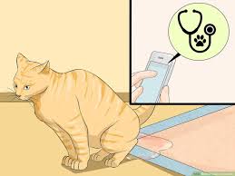 4 ways to clean a litter box wikihow