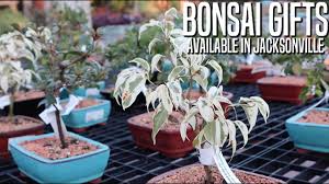 bonsai gifts available in jacksonville