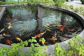 Koi Pond Fish Ponds