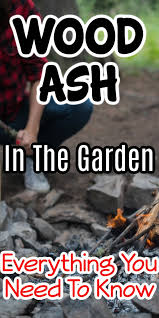 wood ash in the garden everything you