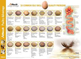 Alltech Egg Shell Quality Poster