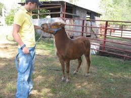 Miniature Horse Vs Pony Whats The Difference Hubpages