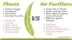 Image result for air purifying plants