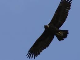 golden eagle identification all about