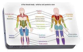 Female muscle chart finally, a muscle chart for the woman's body with major muscle groups clearly defined. Muscle Diagram Female Body Names Portable Battery Charger For Sale By Peter Hermes Furian