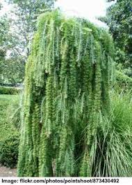 Keep looking for any signs of pest attack and take appropriate actions if any. Small Or Dwarf Weeping Trees For Landscaping With Pictures