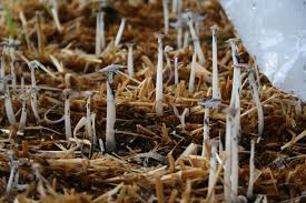 mushrooms growing in straw bales my