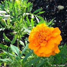 marigolds in the vegetable garden yes