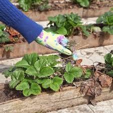 best mulch for your vegetable garden