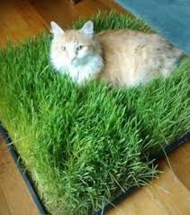 Then add a couple of handfuls of soil over the top so the seeds are covered with about 1/4 inch of soil. Cat Grass Seeds Grow Your Own Digestion Health Interactive Fish Toys Ebay