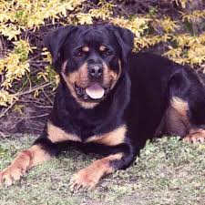 rottweiler t and allergies petcarerx