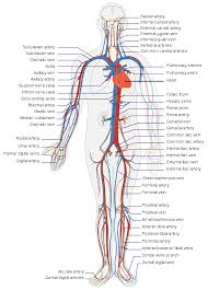 Circulatory System Wikipedia