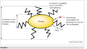 Figure 1 From Pegylation Successful Approach To Drug Delivery
