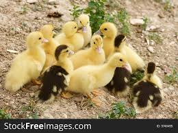Baby Ducks Free Stock Images Photos 5746455