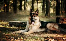 german shepherd wallpapers