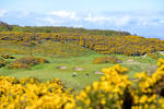 Royal Dornoch Struie Course - Executive Golf & Leisure