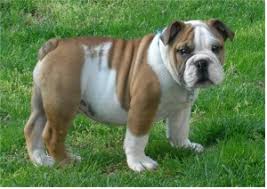 All our healthy english bulldog puppies for sale absolute sweetheart! Coat Color Chart For The Bulldog