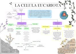 célula eucariota esquemas y
