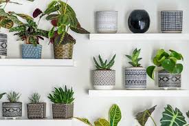 16 Best Feng Shui Plants And Where To